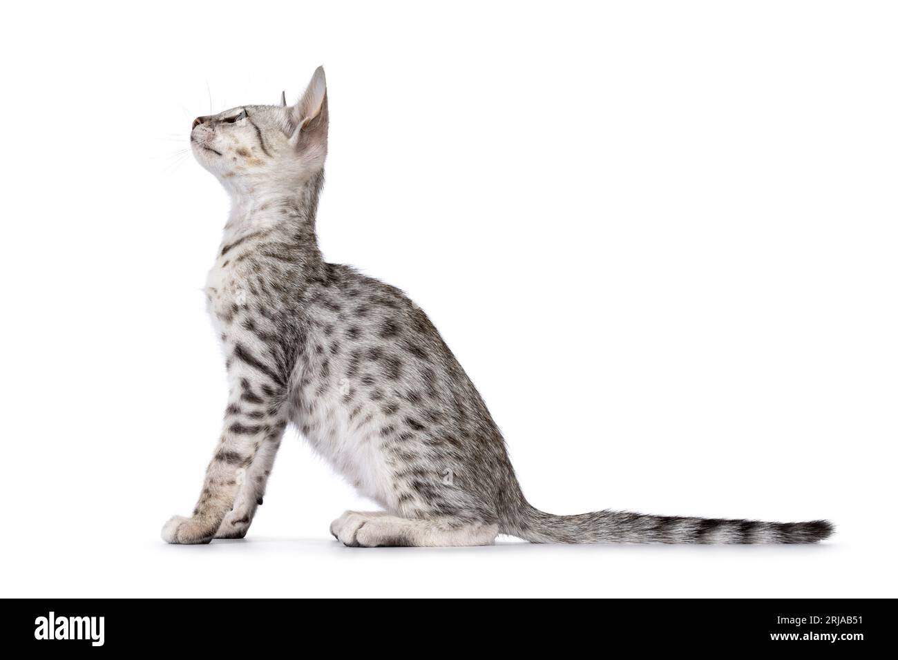 Silver spotted savannah best sale cat