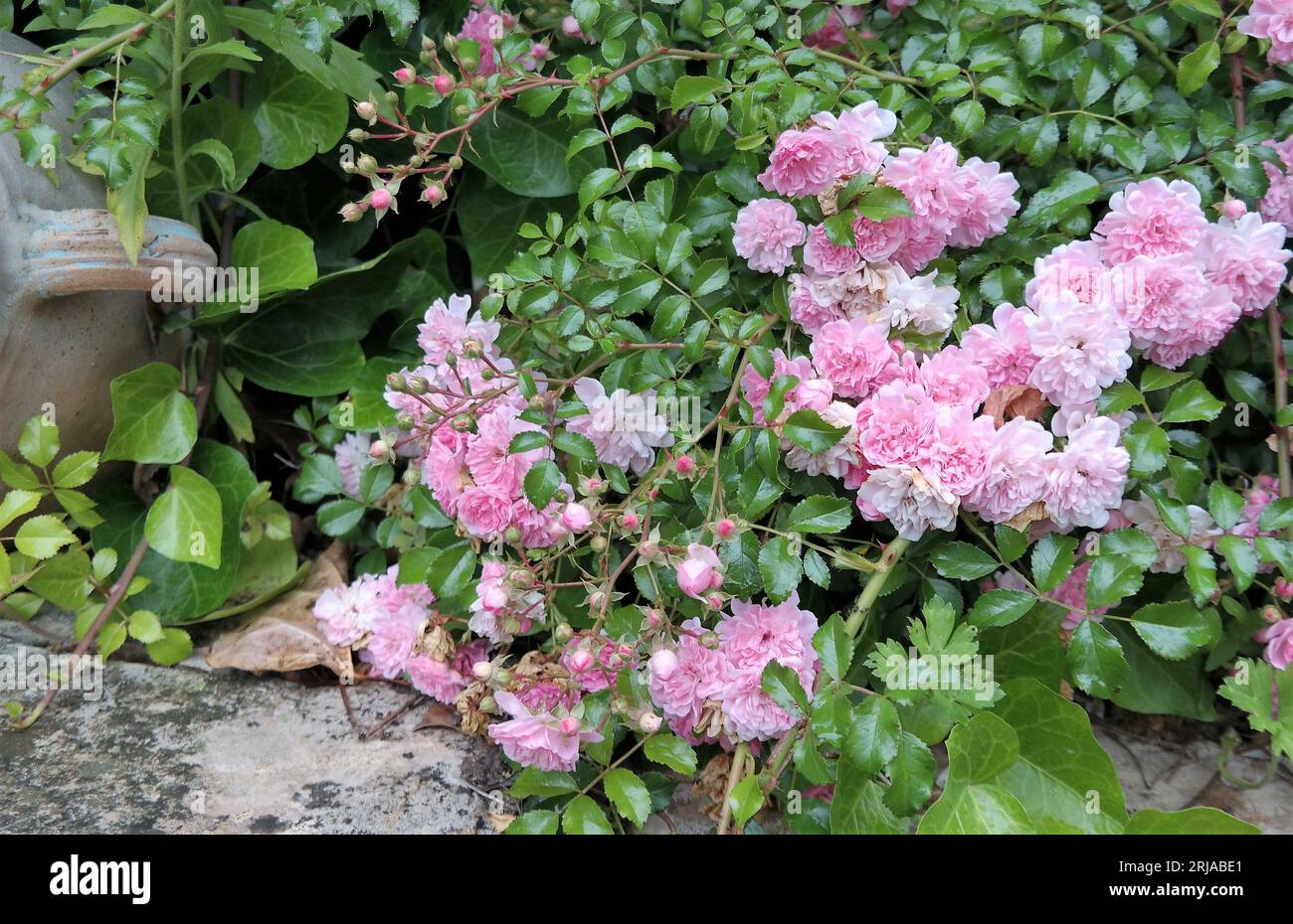 A bright standard Rose with numerous small pumpkin flowers. A decorative pink perpetually flowering bush, and in a green rural garden. Stock Photo