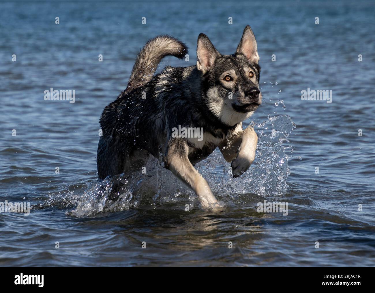 German Shepherd, Siberian husky mix running in a blue lake and