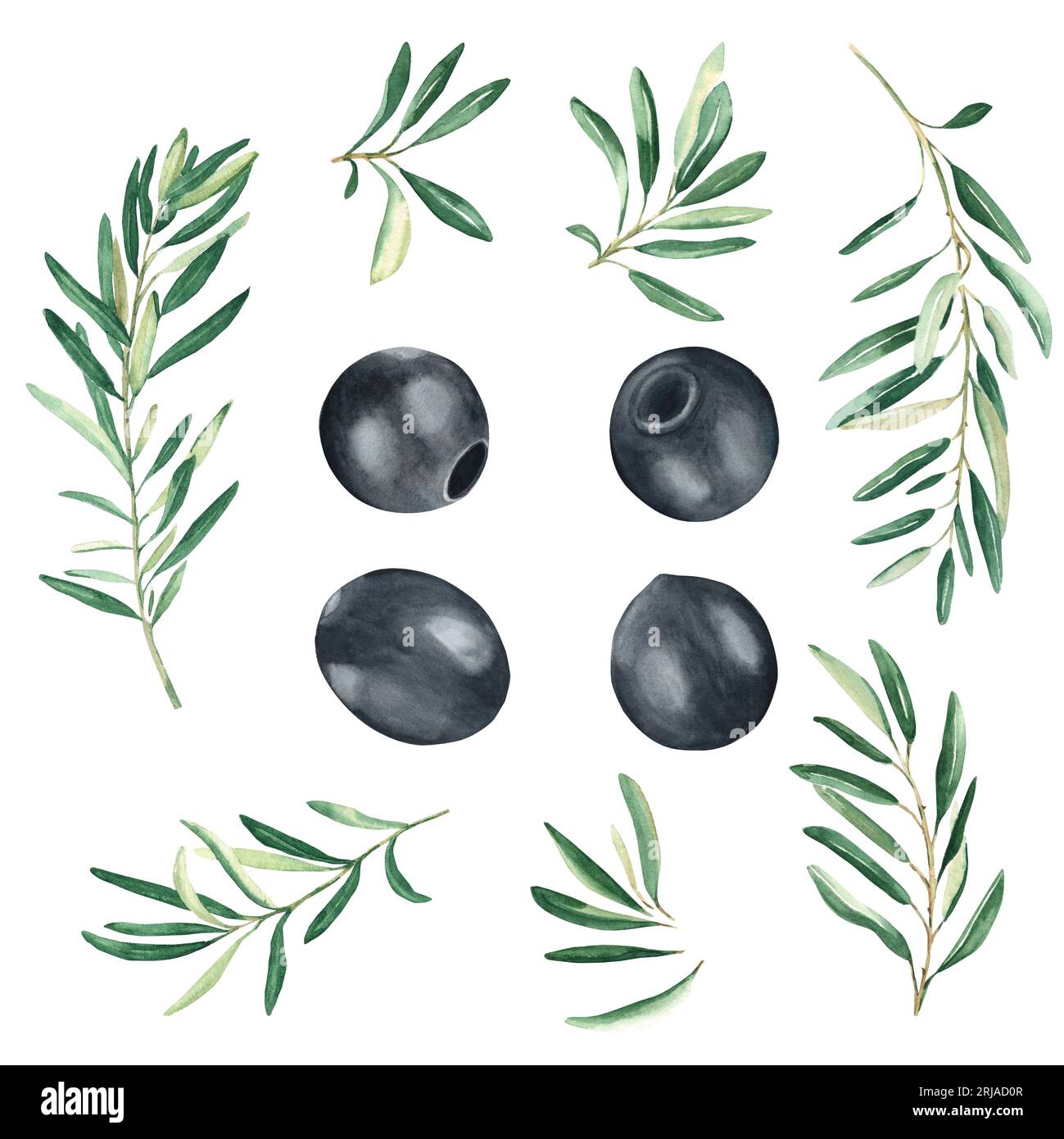 Olive branches and black olives set isolated on white background ...