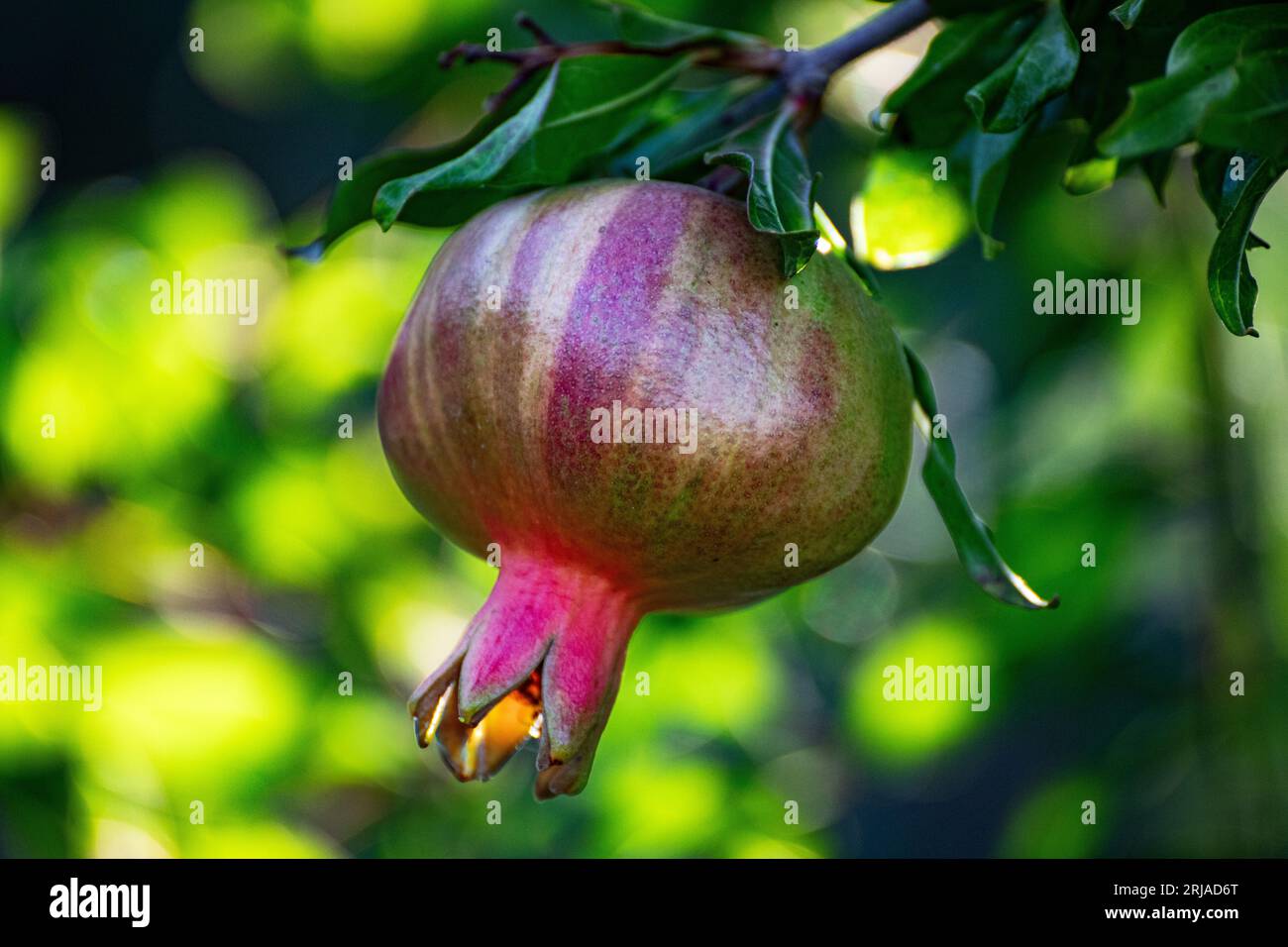 Organic farming the fruit of the unripe pomegranate Stock Photo - Alamy