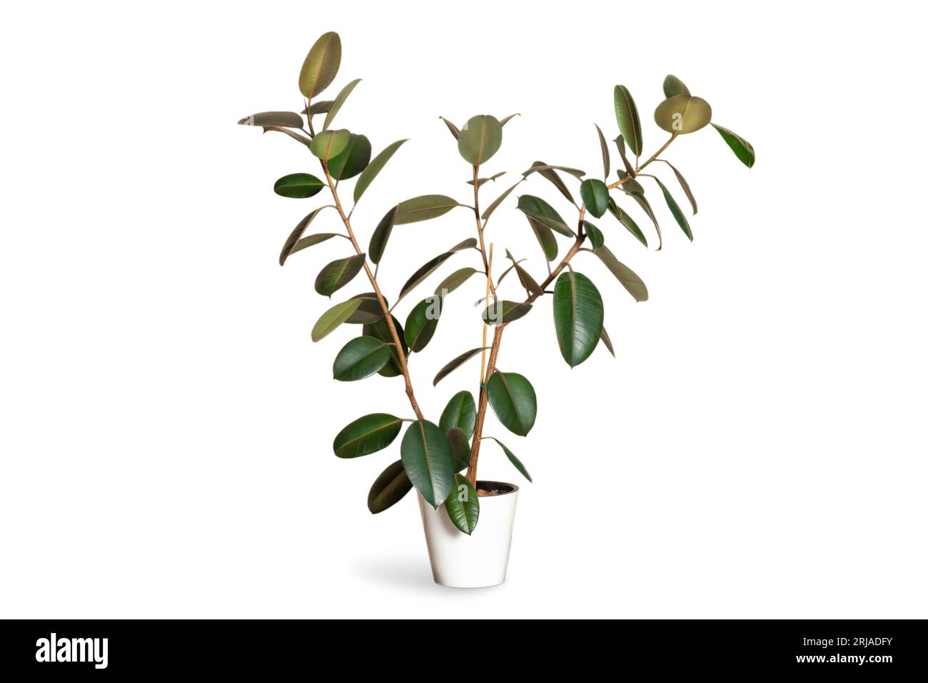 Ficus rubbery elastic on a white or invisible background in a white pot PNG Stock Photo