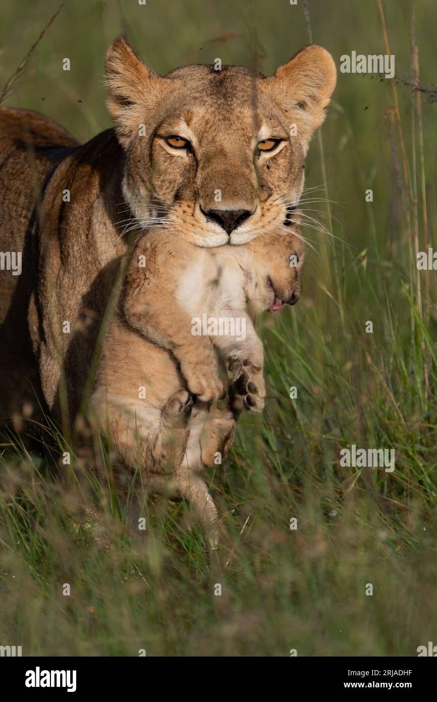 The lioness carries her new baby MAASAI MARA, KENYA ADORABLE images show a lioness carrying her three-week-old cub by the neck, the sweet youngster ev Stock Photo