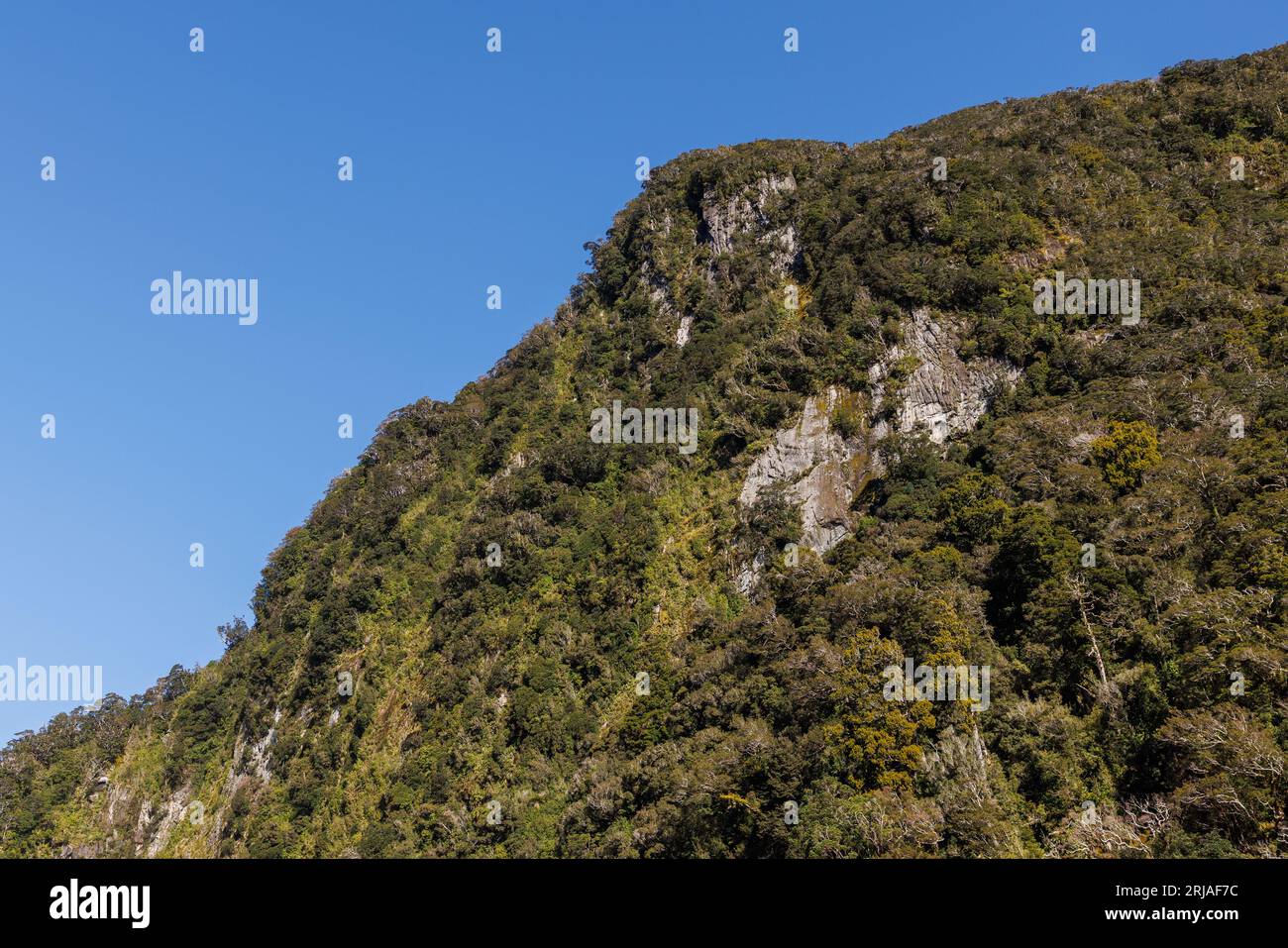 A lush green hillside with a few rock faces poking out of it. This photo was taken in the Milford Sound, New Zealand Stock Photo