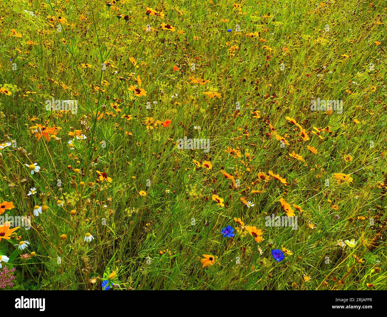 WILD FLOWER MEADOW    Photo: Tony Gale Stock Photo