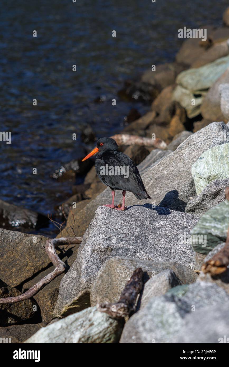 A bird called and oyster catcher. The bird is sat on a rock by the ocean in the Milford sounds, New Zealand. Stock Photo