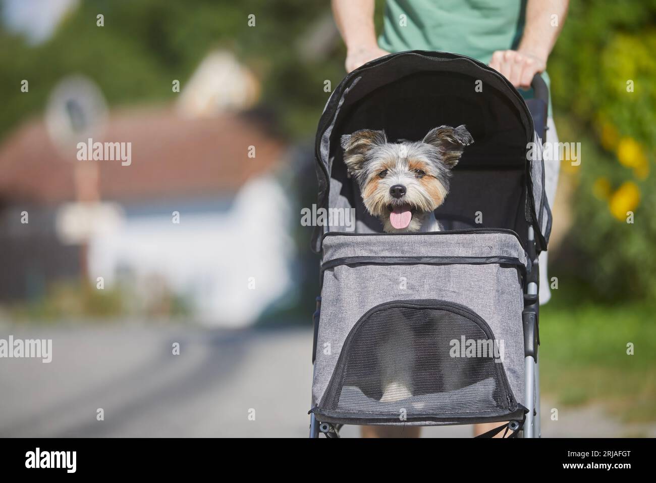 Pet owner during walk with dog in stroller. Happy pampered terrier. Stock Photo