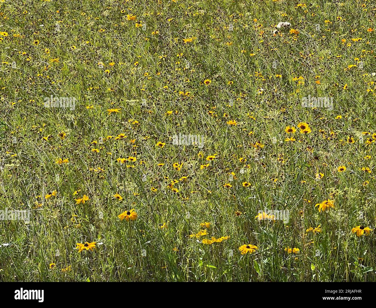 WILD FLOWER MEADOW    Photo: Tony Gale Stock Photo