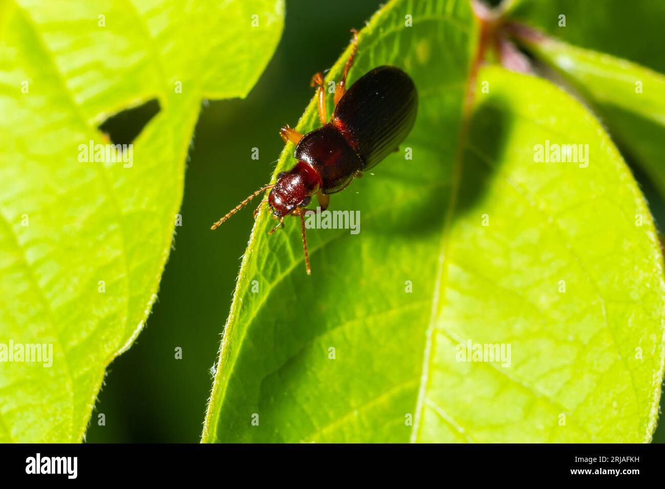 copper colored ground beetle on grass in a natural environment. summer, dream day. Stock Photo