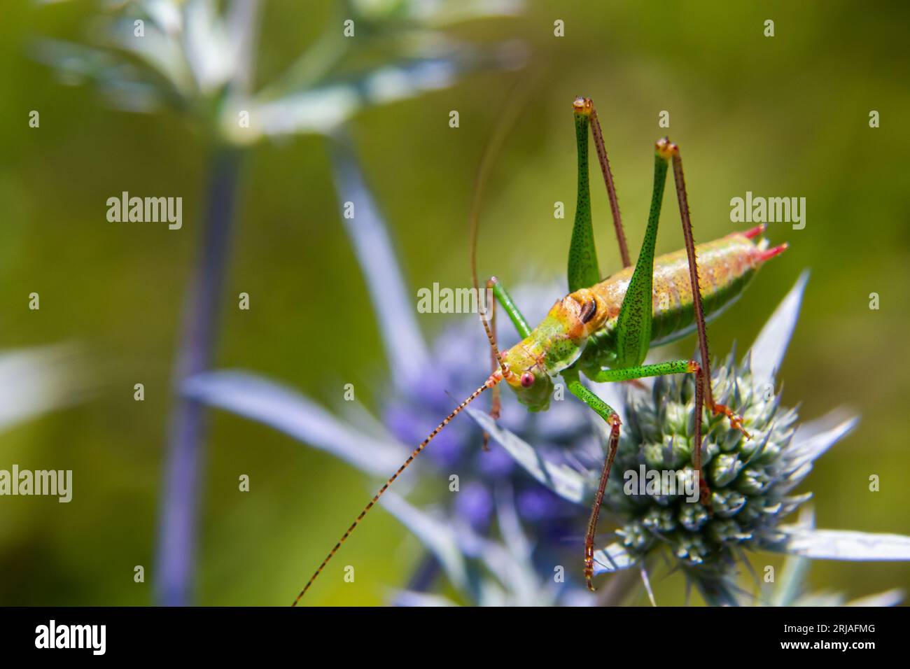 green grasshopper with black, green and white stripes on his back, sitting on a blue thistle amethyst eryngo flower - Eryngium amethystinum. close up Stock Photo