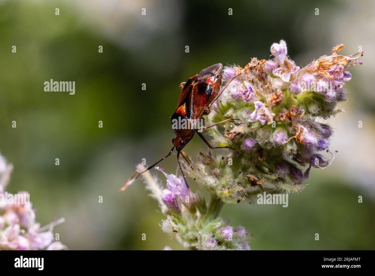 Closeup on a small Mirid bug, Deraeocoris ruber , hanging on a green leaf in the garden. Stock Photo