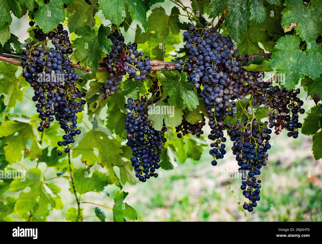 Organic farming grapes Stock Photo Alamy