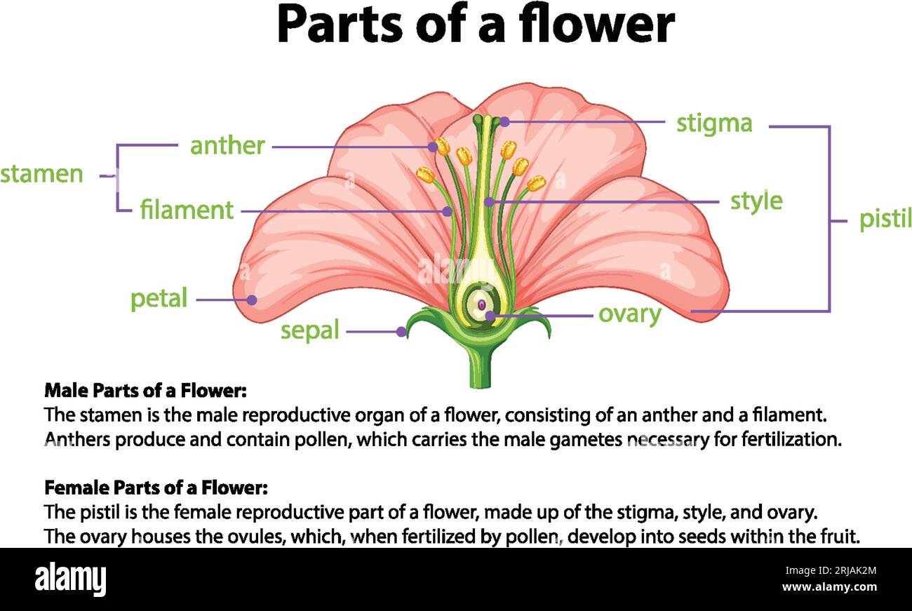 Illustrated infographic explaining the science behind a flower's ...