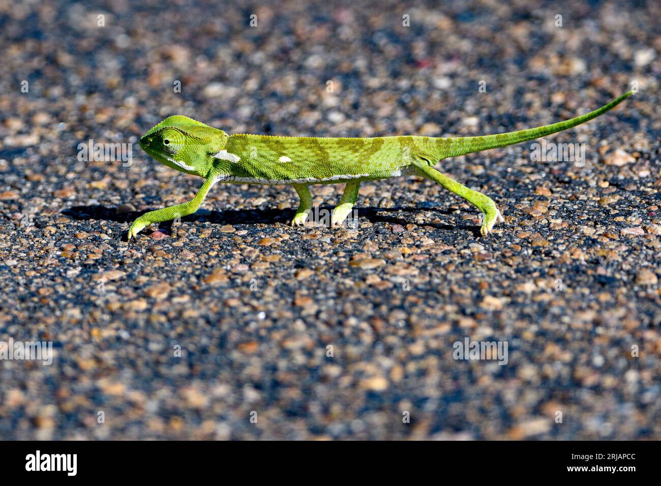 Kamelon hi-res stock photography and images - Alamy Kamelon hi-res stock photography and images - Alamy