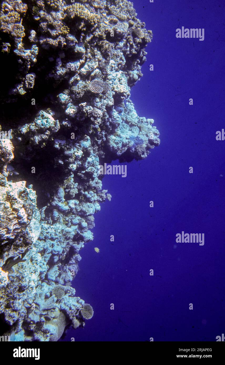Reef edge and overhanging dropoff to the abyssal sea at Boomerang Reef