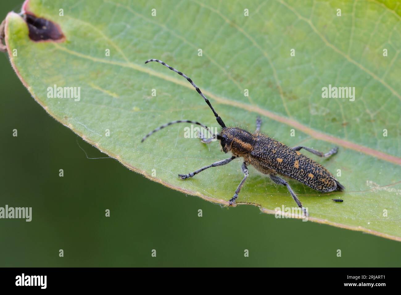 Kleiner Pappelbock, Espenbock, Kleiner Aspenbock, Saperda populnea, Small poplar longhorn beetle, Small poplar borer Stock Photo
