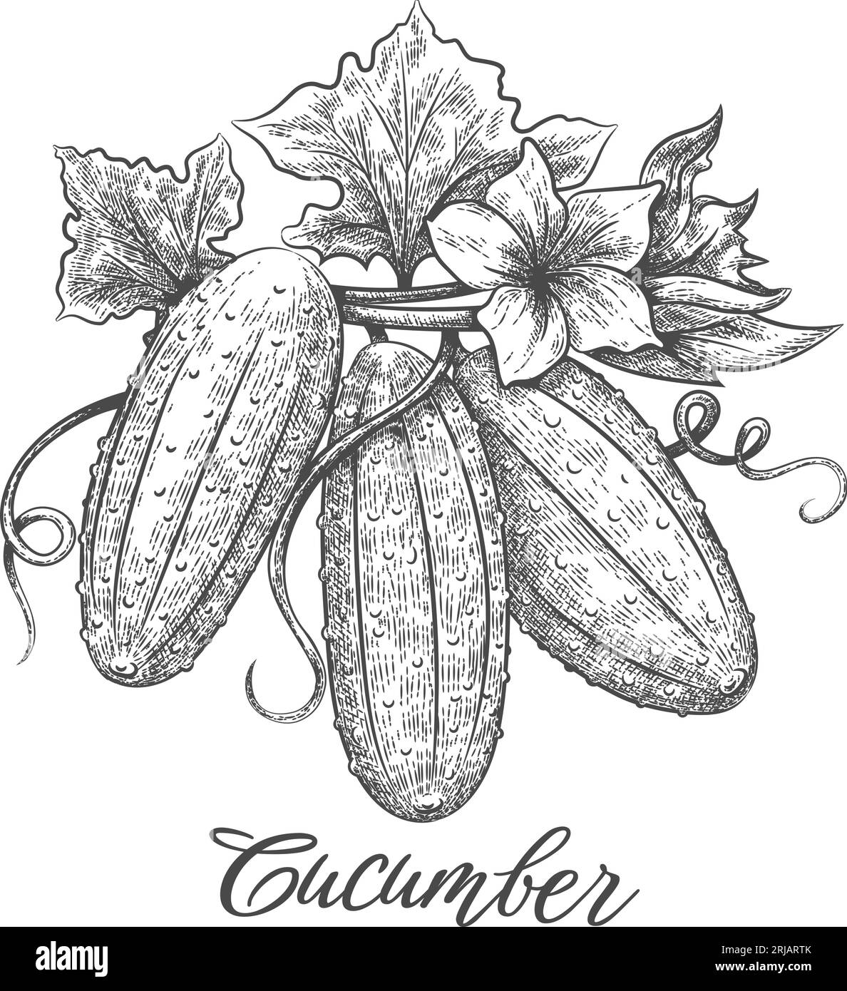 Cucumber plant engraving retro drawing. Fresh cucumbers garden farm