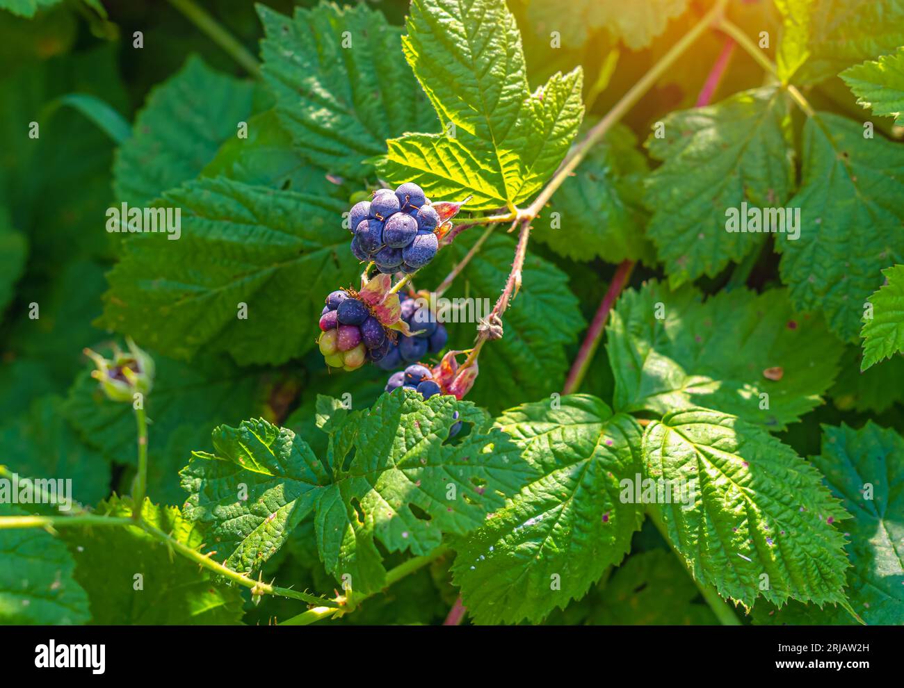 Raspberry bushes ripe berries in hi-res stock photography and images ...