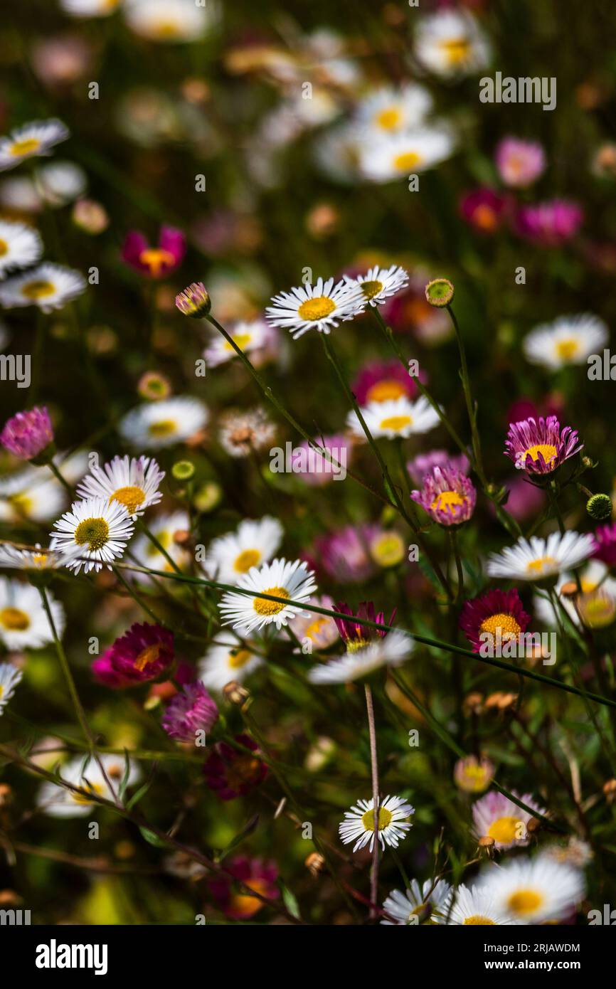 A closeup close up view of Erigeron karvinskianus growing in a garden in the UK. Stock Photo