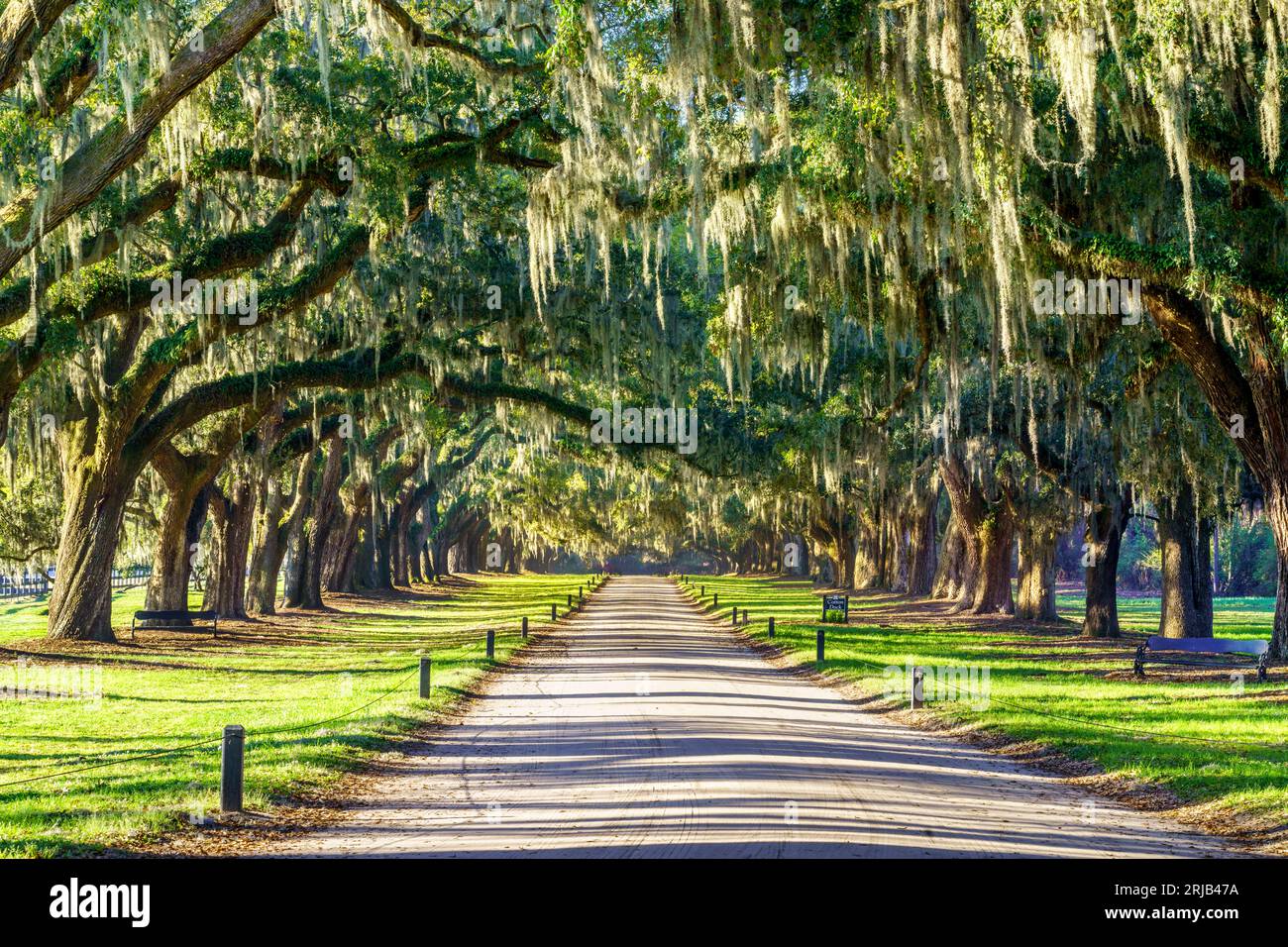 Live Oak Tree Alley with Spanish Moss, Charleston, South Carolina