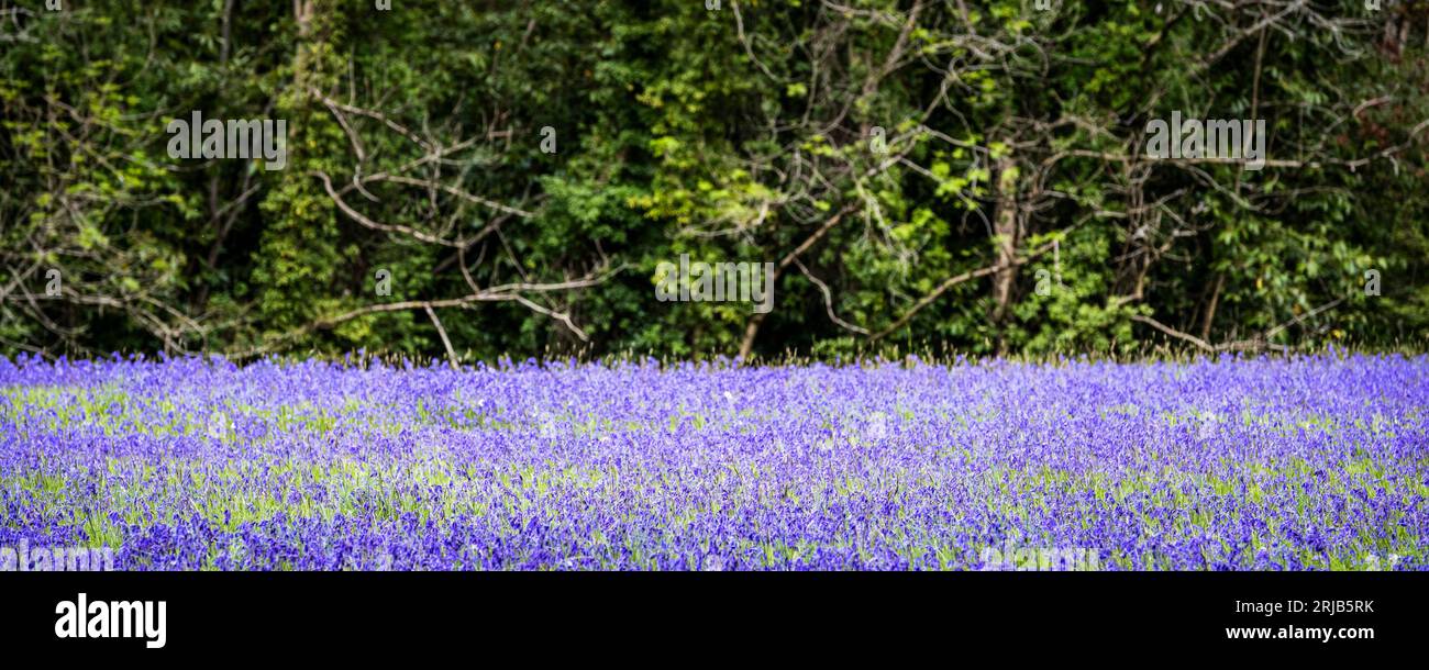 A panoramic image of Common English Bluebells Hyacinthoides non-script in the quiet; historic Parc Lye area in Enys Gardens in Penryn in Cornwall in t Stock Photo