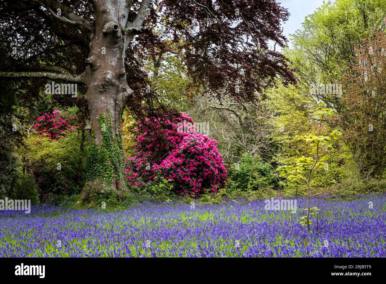 Stunning Rhododendrons Russellianum Cornish Red growing next to a field of Common English Bluebells Hyacinthoides non-script in the quiet  historic En Stock Photo