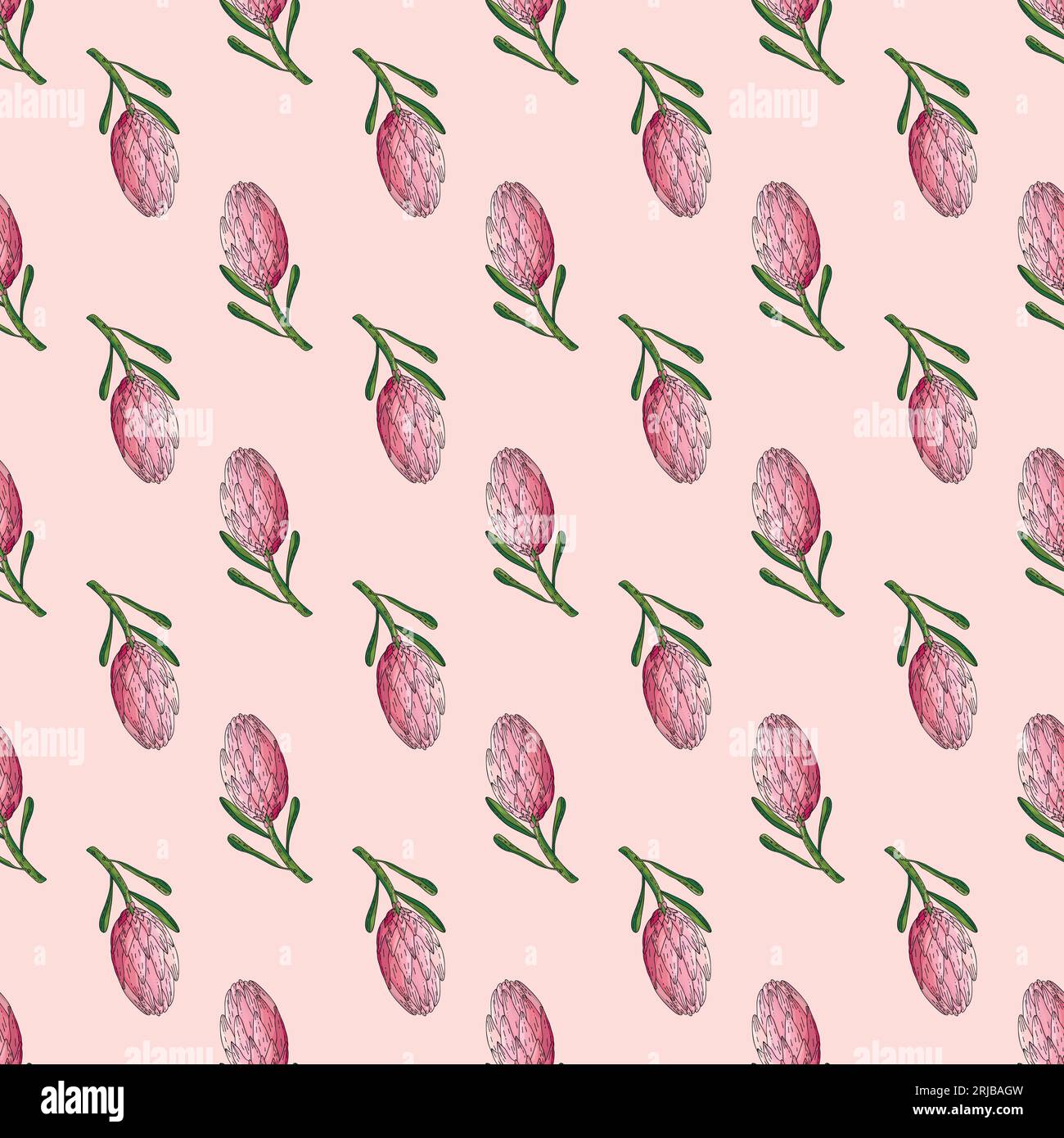 Hand drawn vector seamless pattern of king protea Stock Vector Image ...