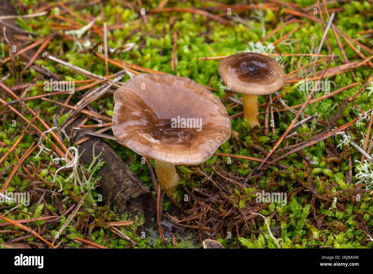 Hygrophorus olivaceoalbus or olive wax cap in the autumn forest, close-up, fall Stock Photo