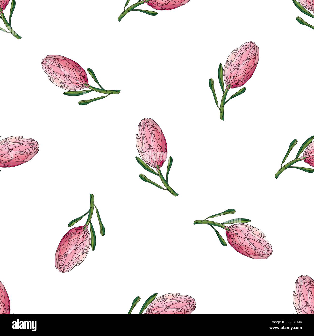 Hand drawn vector seamless pattern of king protea Stock Vector Image ...