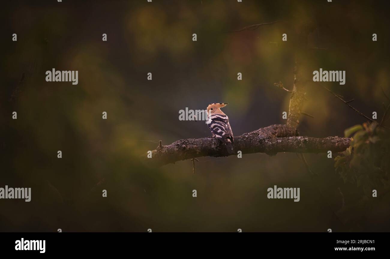 Beautiful Hoopoe captured is sitting in the setting sun over the landscape, the best photo. Stock Photo