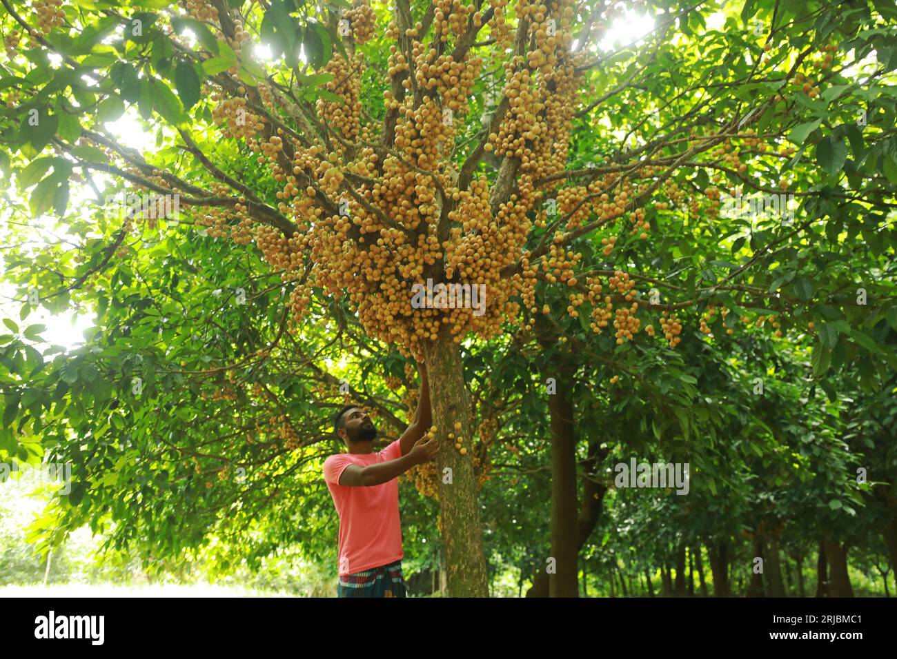 Farmers collect Burmese grapes in an orchard at Narsingdi, Bangladesh