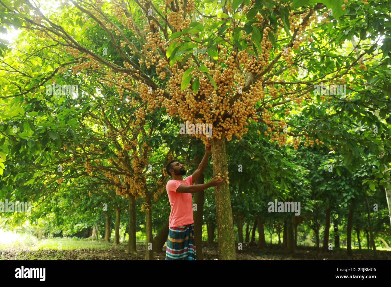 Farmers collect Burmese grapes in an orchard at Narsingdi, Bangladesh