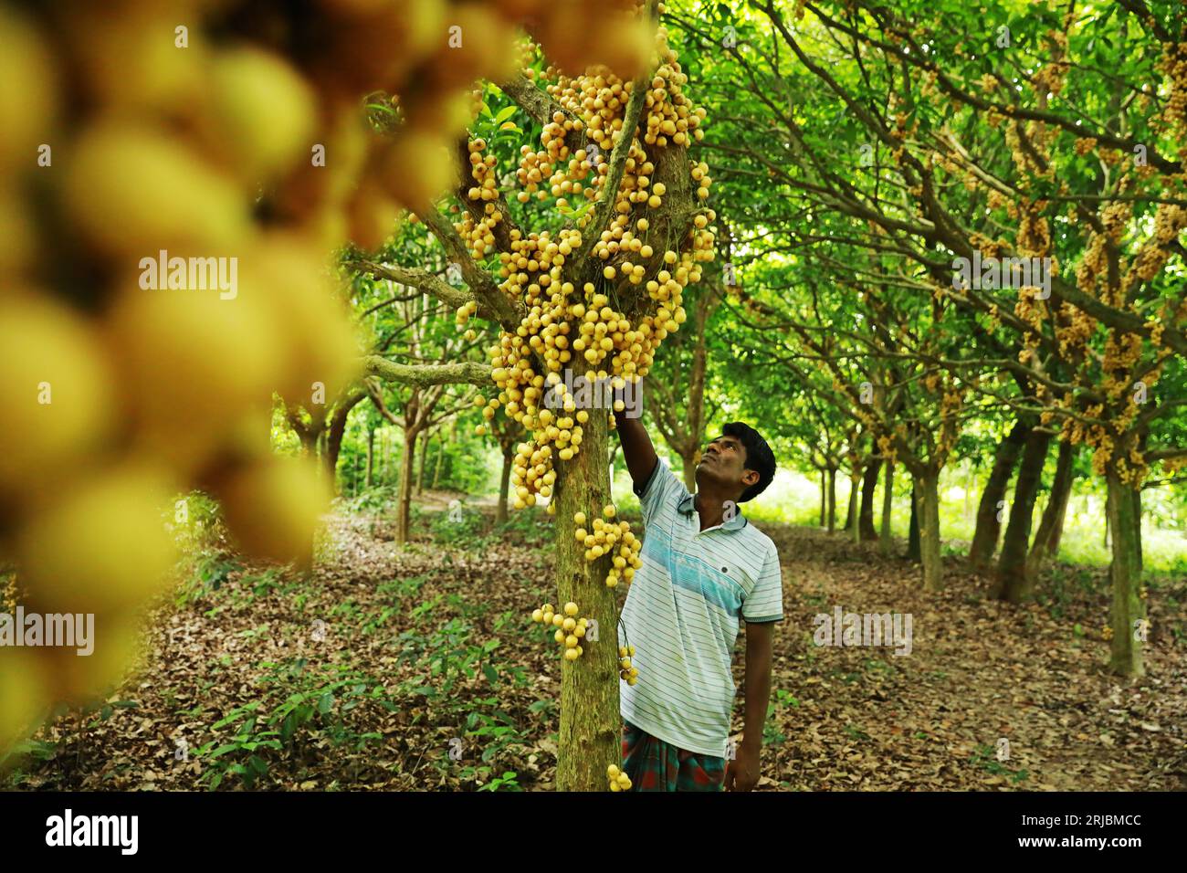 Farmers collect Burmese grapes in an orchard at Narsingdi, Bangladesh
