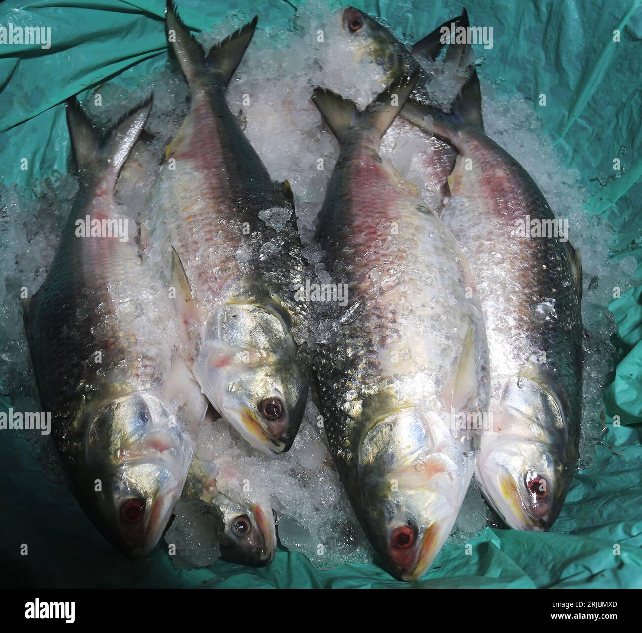 Chandpur fishmarket the largest wholesale market of Hilsha fish in Bangladesh.Hilshas caught from the Meghna river. Chandpur, Bangladesh. August 22, 2 Stock Photo