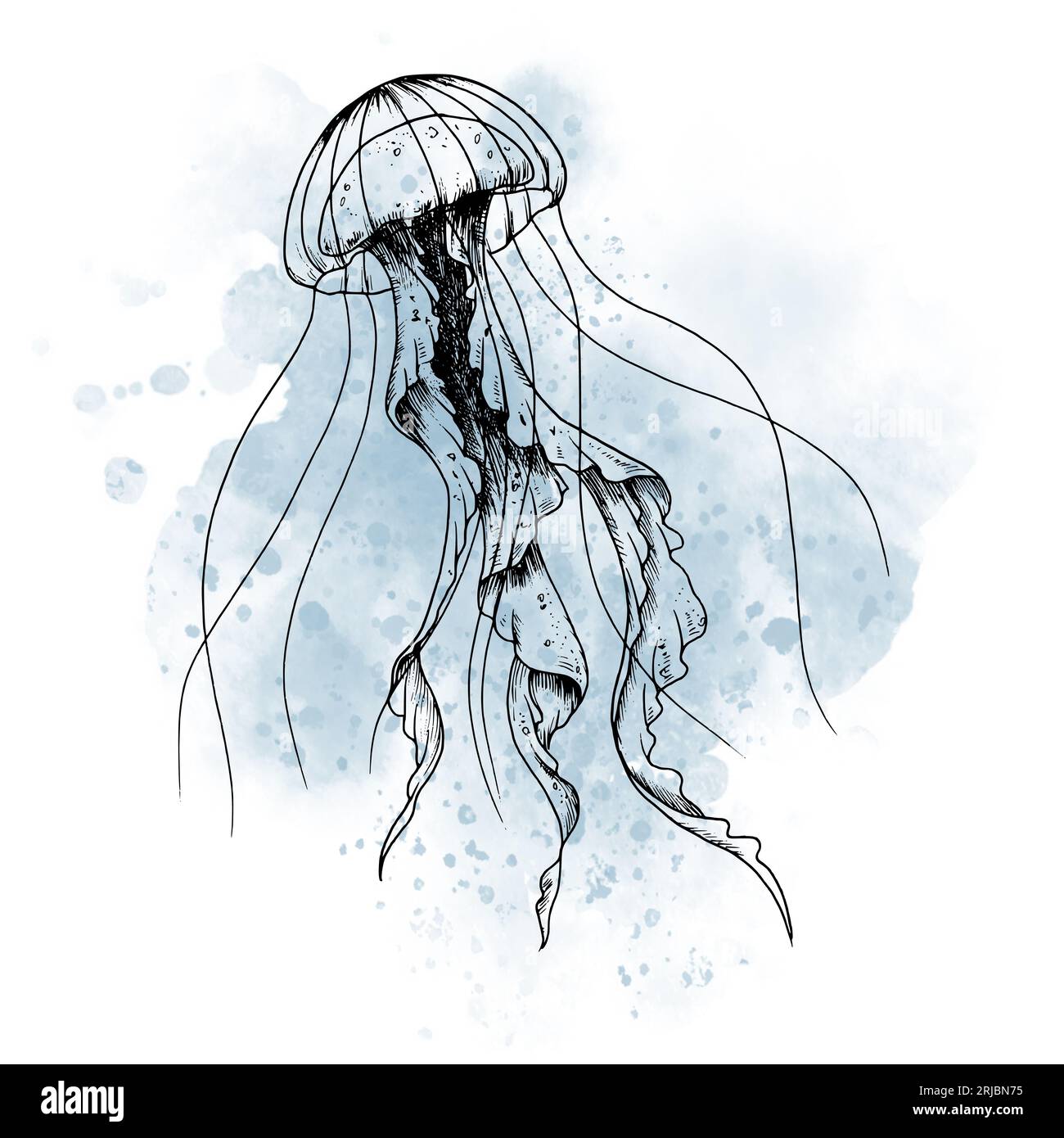 Drawing of Jellyfish with watercolor blue spot. graphic illustration of