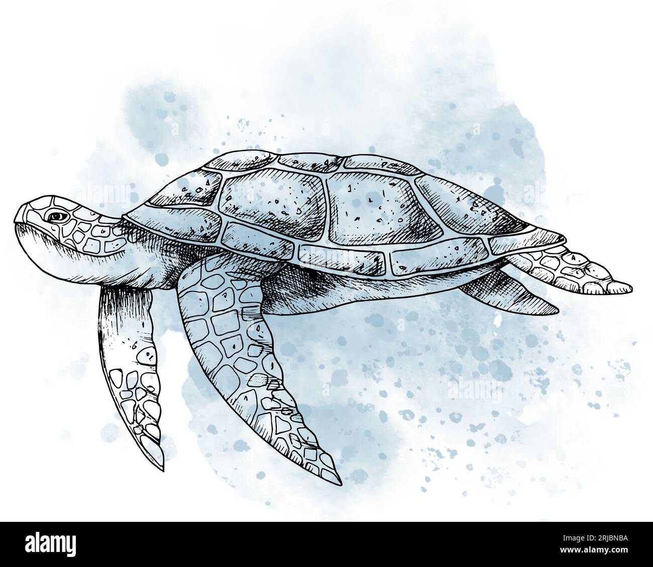 Sea Turtle with watercolor spot. Hand drawn graphic illustration of ocean Tortoise in outline style. Linear engraving of underwater animal painted by black inks. Marine sketch for icon or logo. Stock Photo
