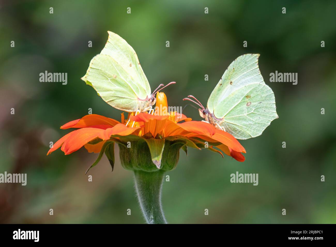 Brimstone butterflies (Gonepteryx rhamni) on orange mexican sunflower (Tithonia rotundifolia 'Torch') flowers in a garden during summer, England, UK Stock Photo