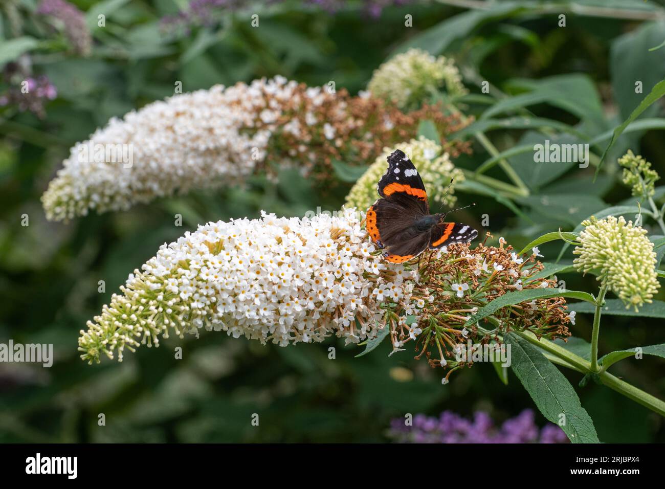 Red admiral butterfly (Vanessa atalanta) nectaring on white flowers of