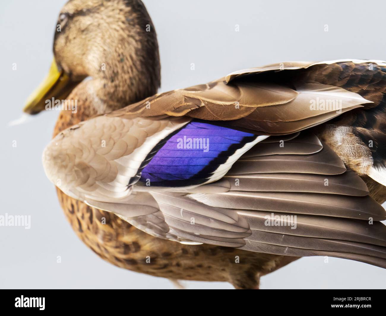 A female Mallard, Anas platyrhynchos showing its purple speculum in