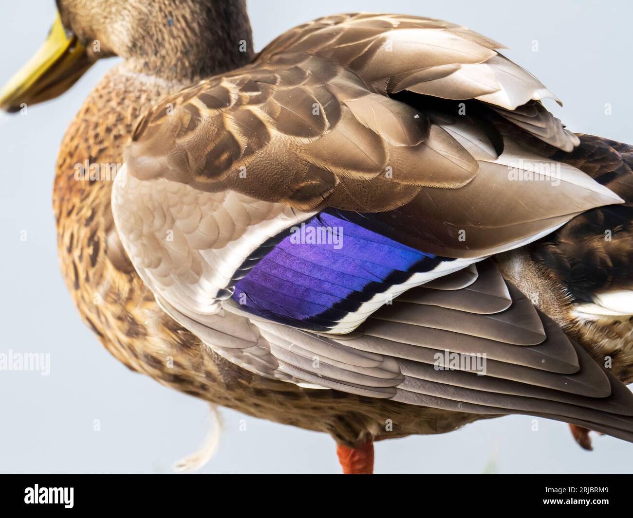 A female Mallard, Anas platyrhynchos showing its purple speculum in