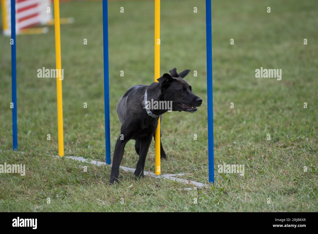 Black dog happily running the weave poles in agility competition Stock