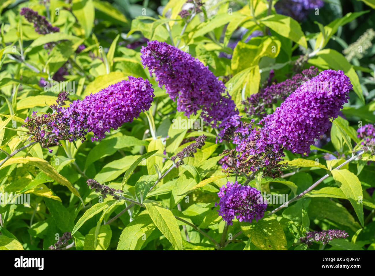 Buddleja davidii 'Moonshine' (Buddleia variety), known as a butterfly bush, flowering in Summer or August, England, UK Stock Photo