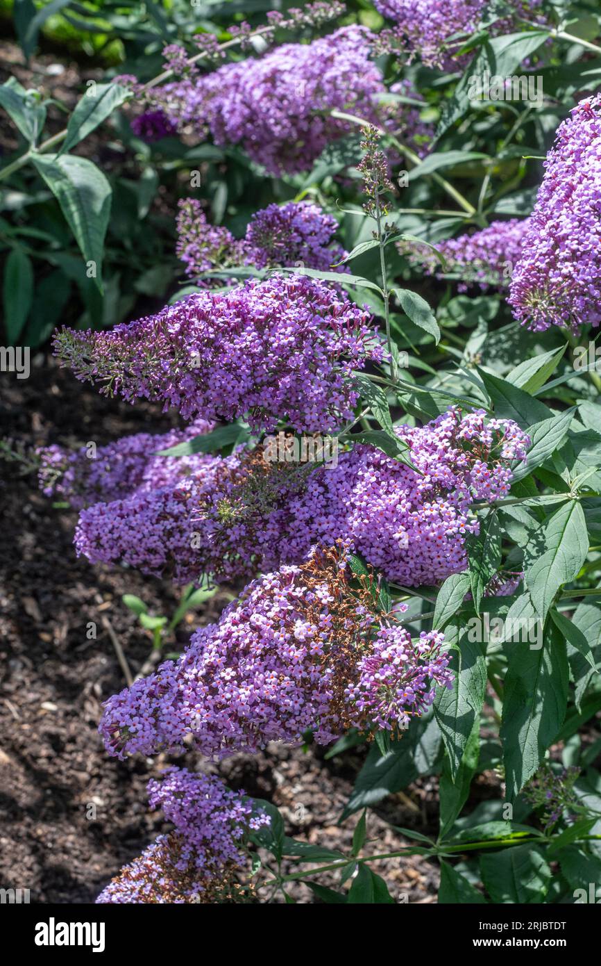 Buddleja davidii 'Gulliver' (Buddleia variety) known as a butterfly bush with mauve flowers in summer or August, England, UK Stock Photo