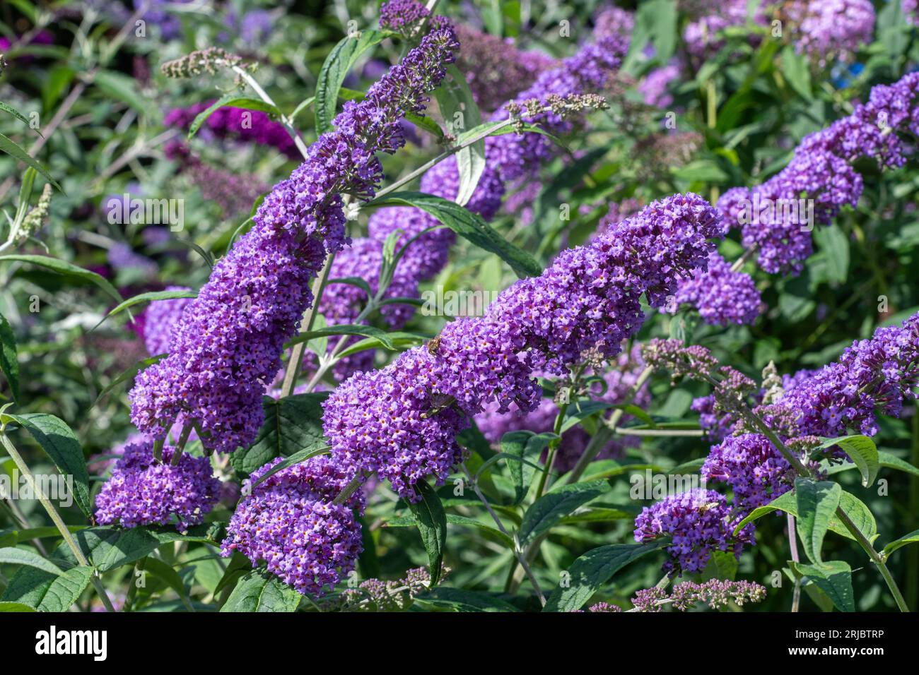 Buddleja davidii 'Orchid Beauty' (Buddleia variety) known as a butterfly bush, with mauve flowers in summer or August, England, UK Stock Photo