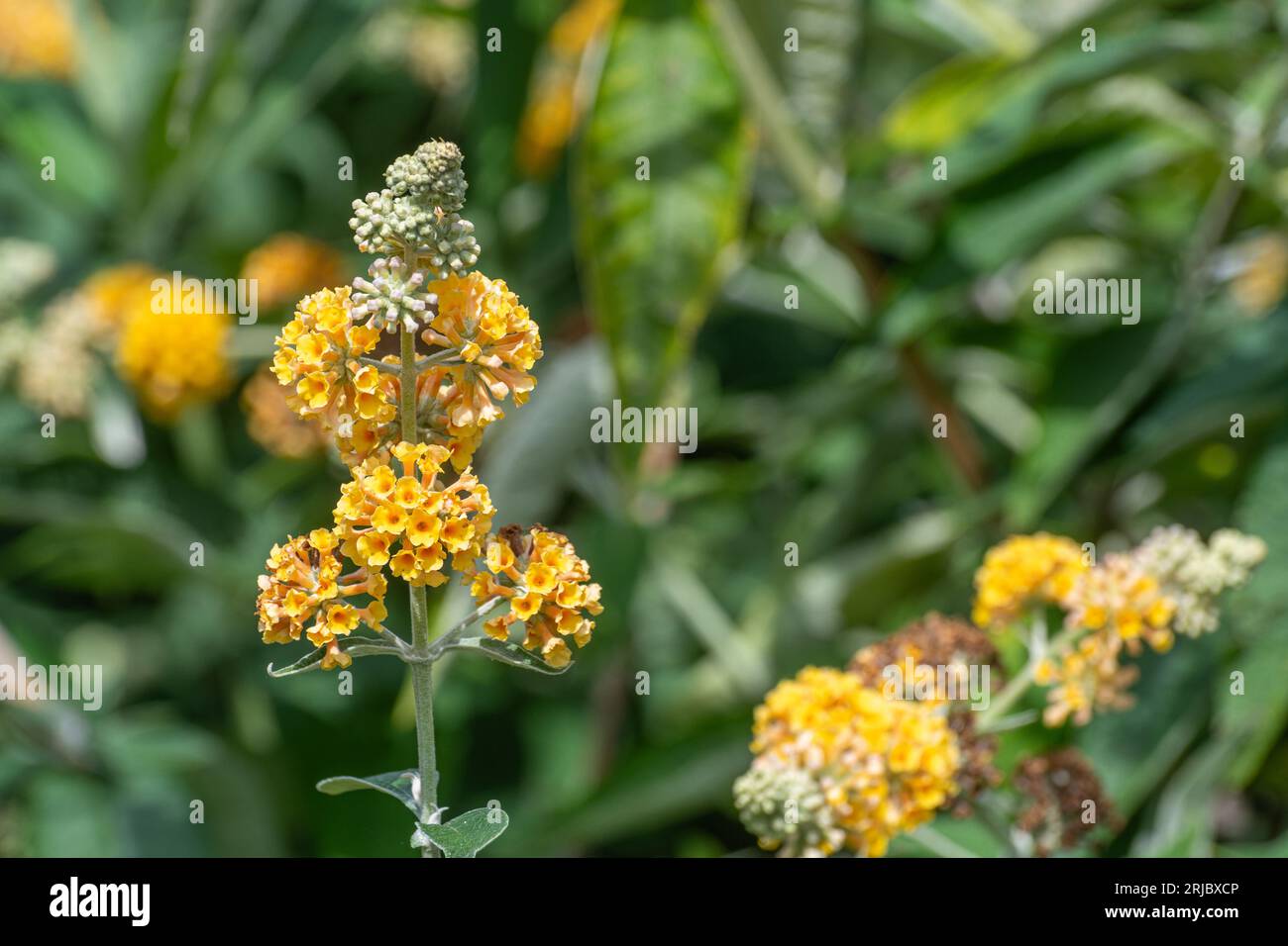 Buddleja x weyeriana ‘Sungold’ (buddleia hybrid variety) with yellow-orange flowers, flowering shrub during summer or august, England, UK Stock Photo