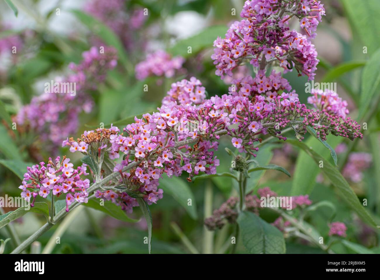 Buddleja x weyeriana ‘Pink Pagoda’ (hybrid Buddleia variety) known as a ...