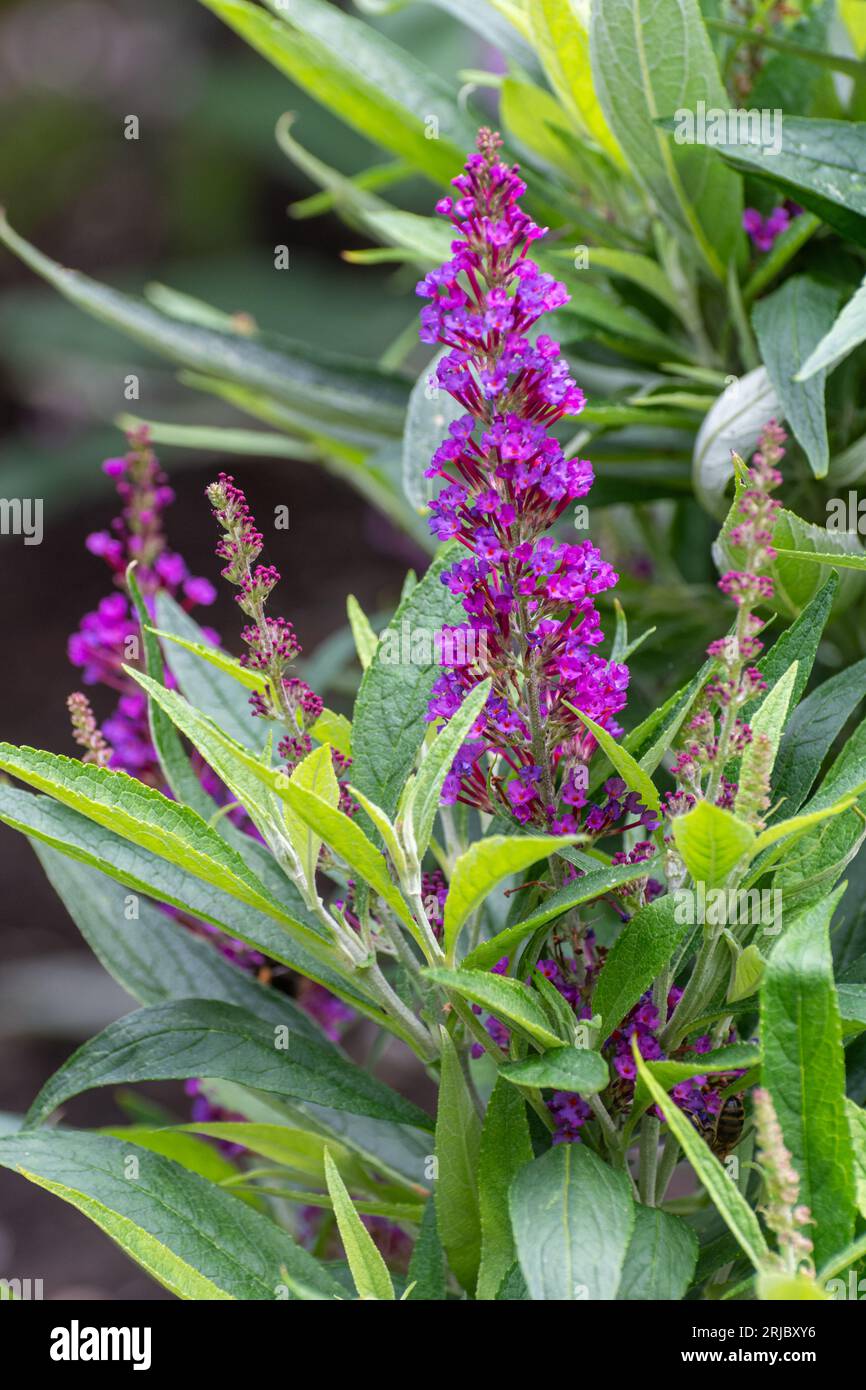 Buddleja Davidii Butterfly Towers (Buddleia variety butterfly tower