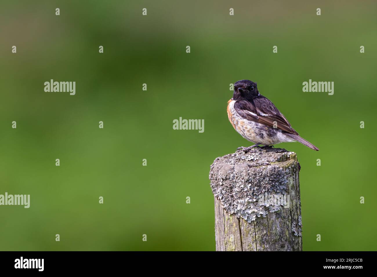 Male Stonechat, Saxicola rubicola, perched on a fence post. Stock Photo