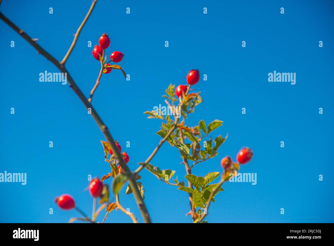 Wild rose berries against blue sky. Stock Photo