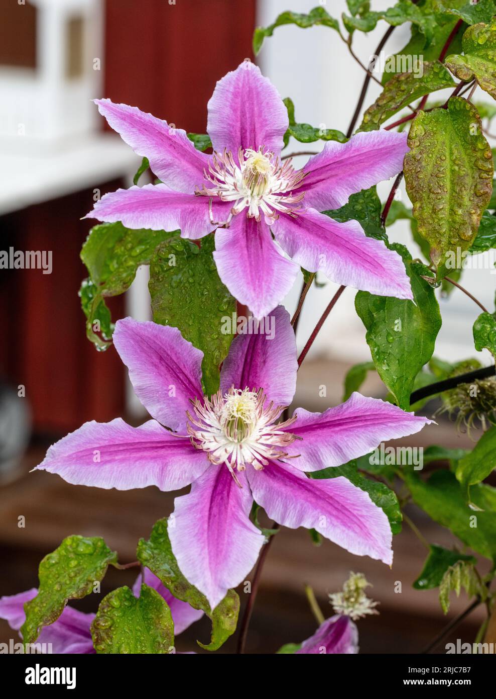 'Doctor Ruppel' Clematis, Klematis (Clematis hybrid Stock Photo - Alamy